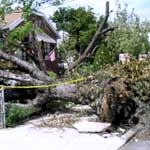 Fallen tree